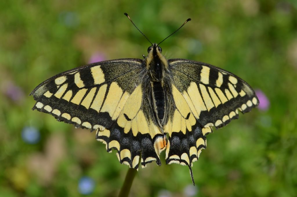 Papilio machaon